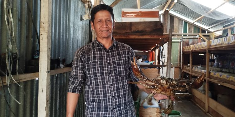 Kepiting Bakau Hijau, Premium Seafood Dari Aceh Tembus Pasar Asia